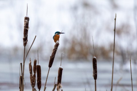 Fåglar i miljö 2