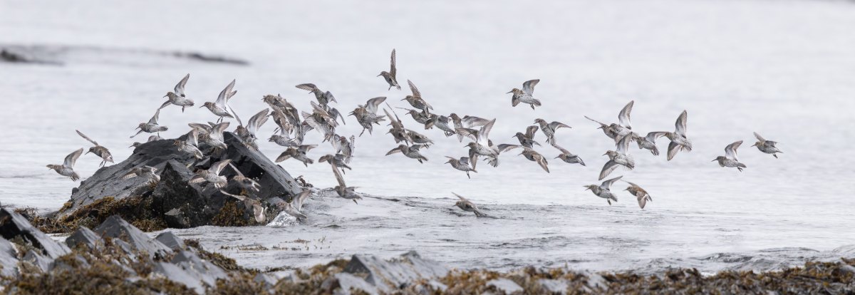 Varanger 2026 01605