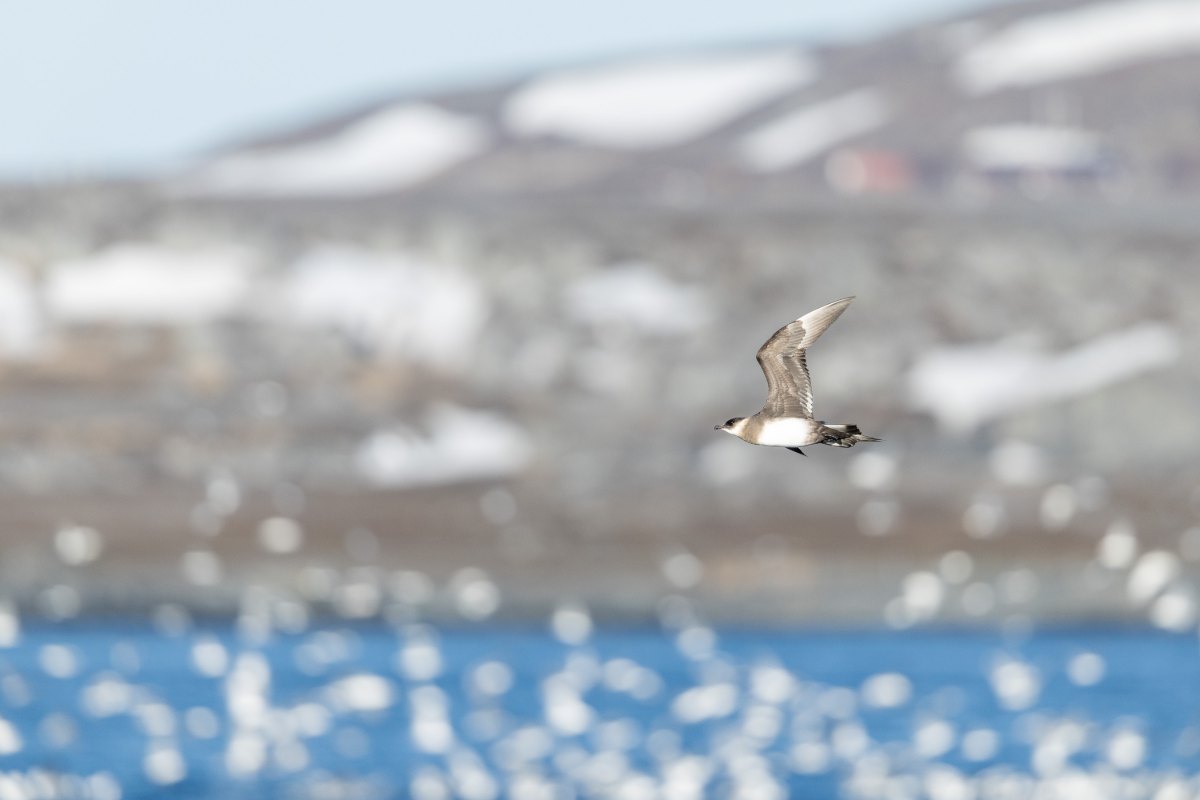 Varanger 2026 05521