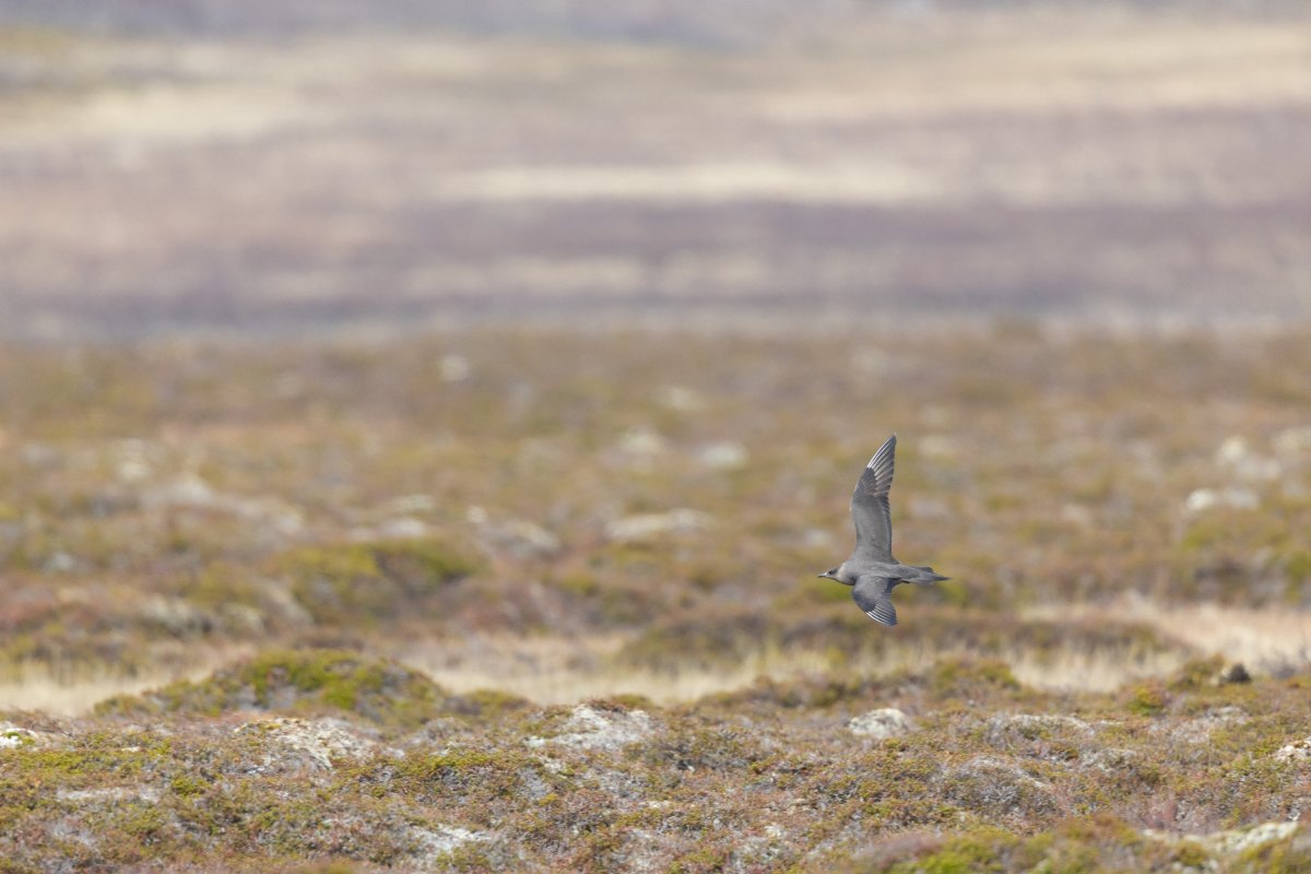 Varanger 2026 10062