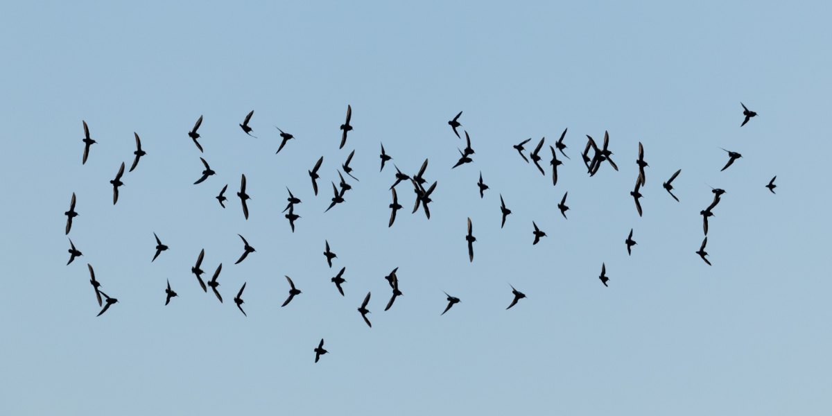 Varanger 2026 16739