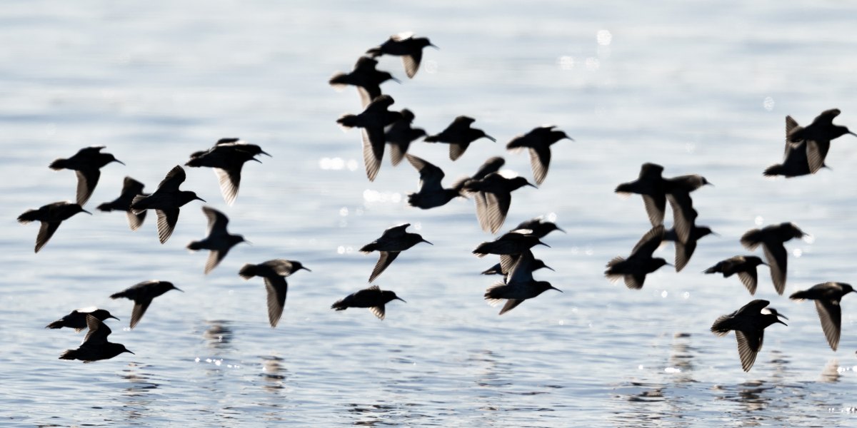 Varanger 2026 16777