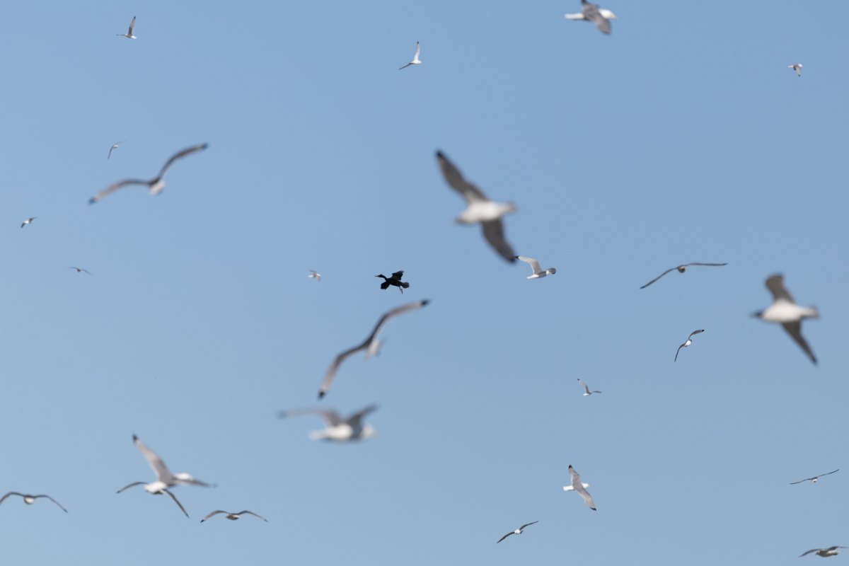 Varanger 2026 18235