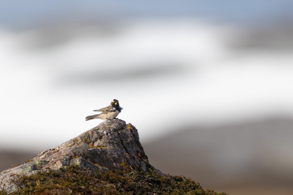 Varanger 2026 21848