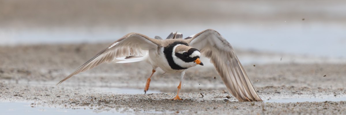 Varanger 2026 24232