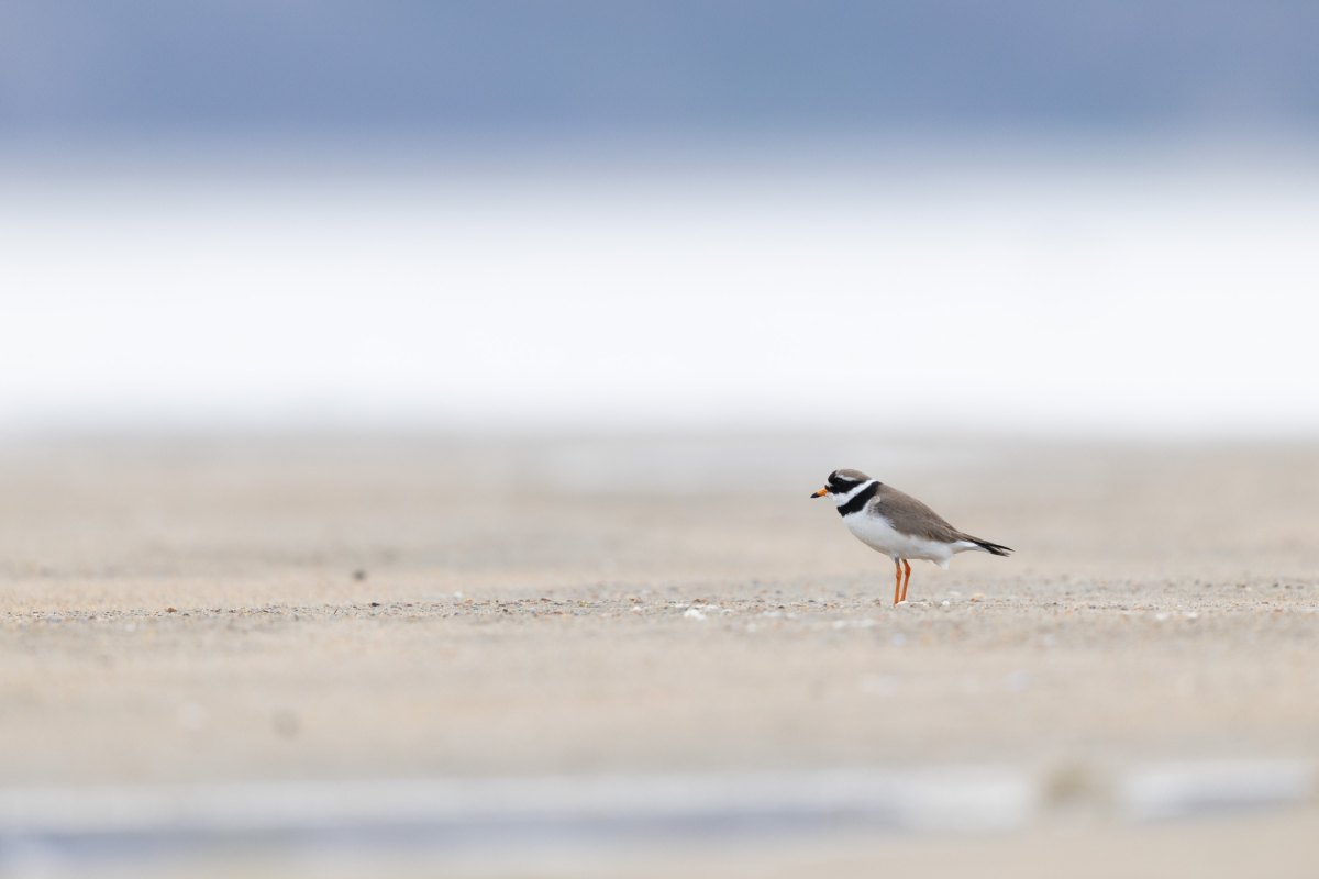 Varanger 2026 24674