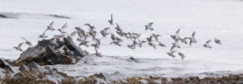 Varanger 2026 01605